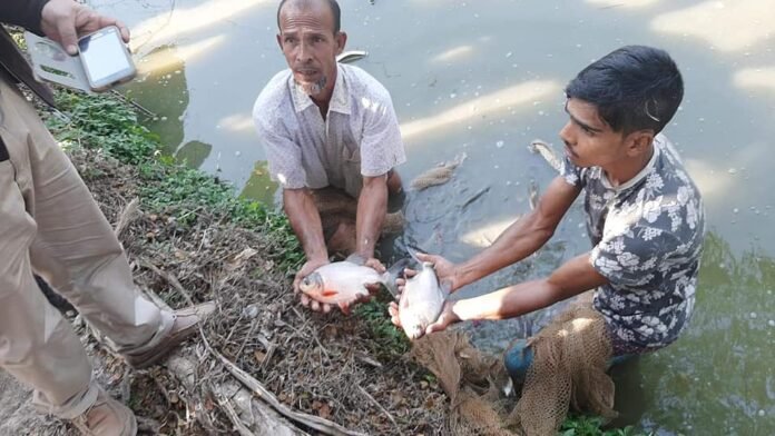 piranha