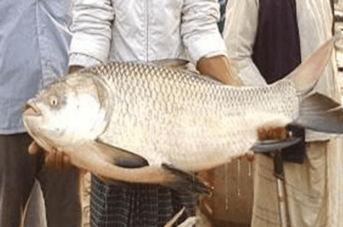 আজ থেকে জাতীয় মৎস্য সপ্তাহ শুরু