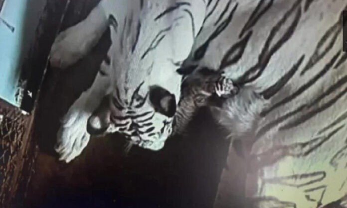হোয়াইট টাইগার