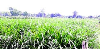 নেপিয়ার ঘাস