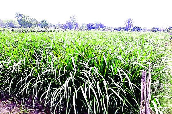 নেপিয়ার ঘাস নেপিয়ার ঘাস