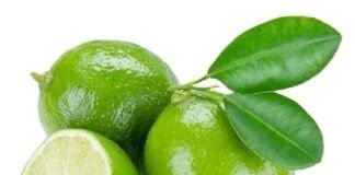লেবু চাষে সফল উদ্যোক্তারা