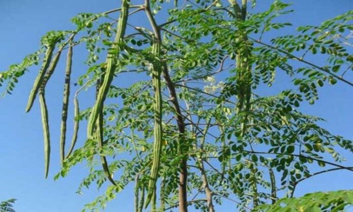 মিরাক্কেল ট্রি