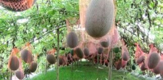 মাচা পদ্ধতিতে তরমুজ চাষ