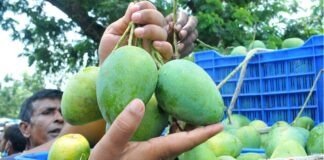 গোপালভোগ আম