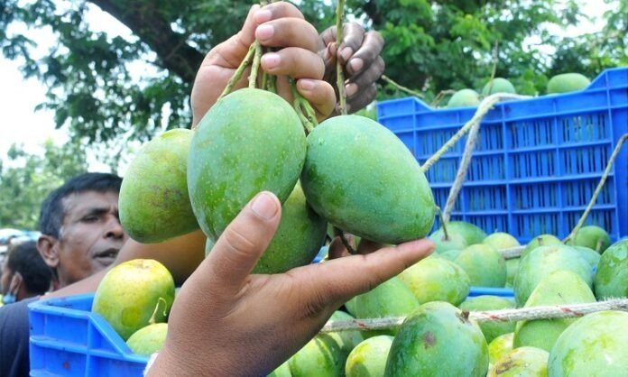 গোপালভোগ আম