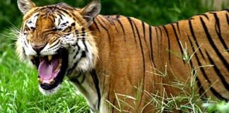 বাংলাদেশ বাঘ