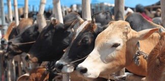 রাজধানীর ২৩ স্থানে অস্থায়ী হাট