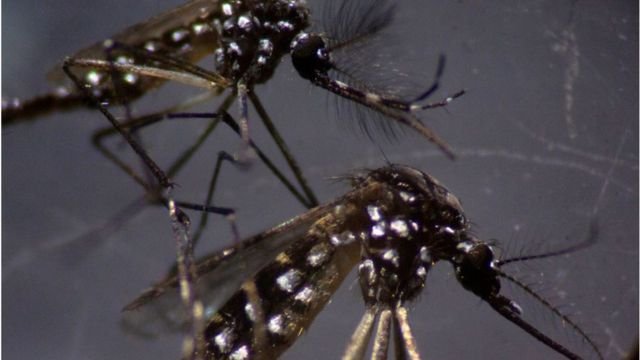 গত ২৪ ঘণ্টায় হাসপাতালে আরও ২৩৩ জন
