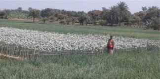 ফসলের মাঠে উকি দিচ্ছে পিঁয়াজের ফুল