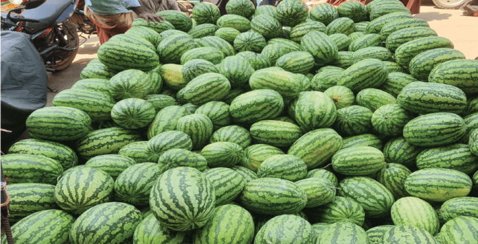 বরিশালে তরমুজের বাম্পার ফলন