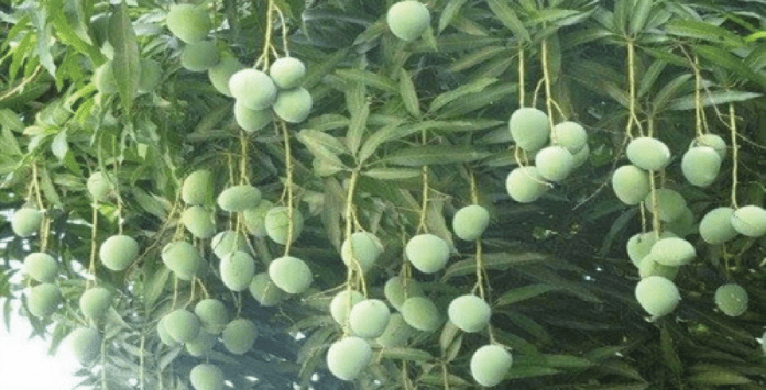 আসছে আমের মৌসুম