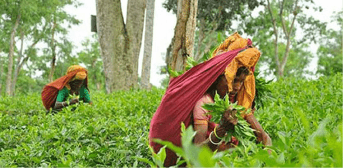 আজ জাতীয় চা দিবস আজ জাতীয় চা দিবস