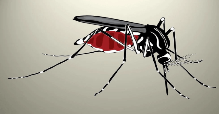 আজ বিশ্ব মশা দিবস আজ বিশ্ব মশা দিবস