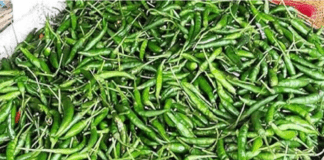 কাঁচা
