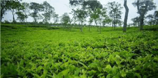 চা বাগানে টিলা ধসে চার নারী নিহত