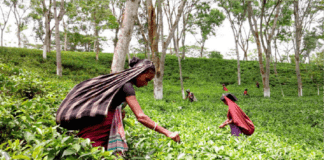 আজ চা শ্রমিকদের সাথে কথা বলবেন প্রধানমন্ত্রী