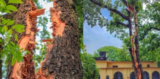 বজ্রপাতে দ্বিখণ্ডিত মেহগনিগাছ
